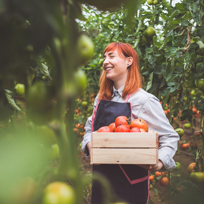 Young female horticulturalist holding crate of tomatoes